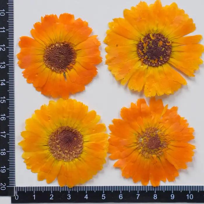 12 pièces, fleurs sèches pressées en calendula véritable-échantillon de plante pour la décoration de