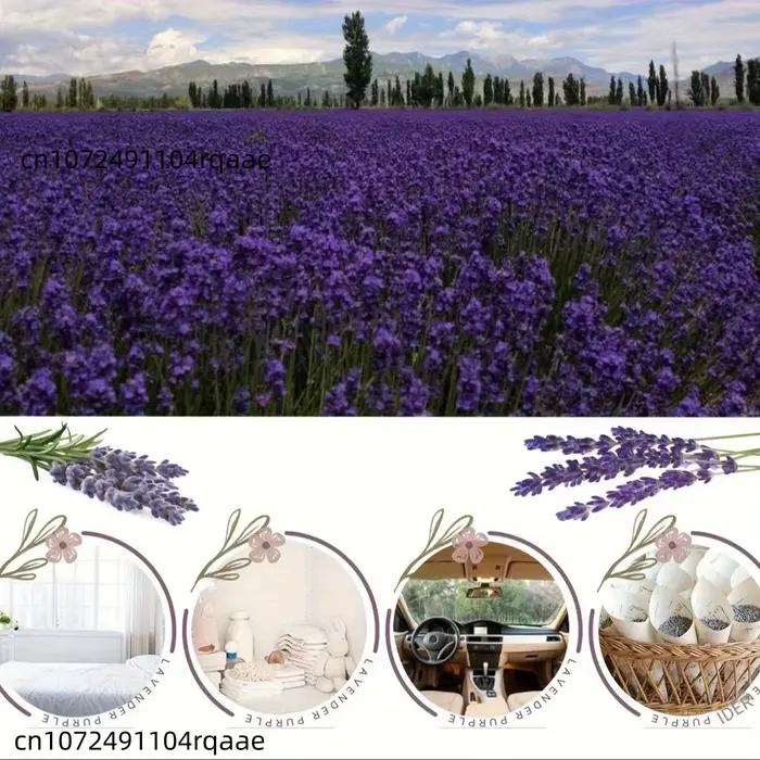 Fleurs de lavande séchées naturelles de haute qualité pour sachets