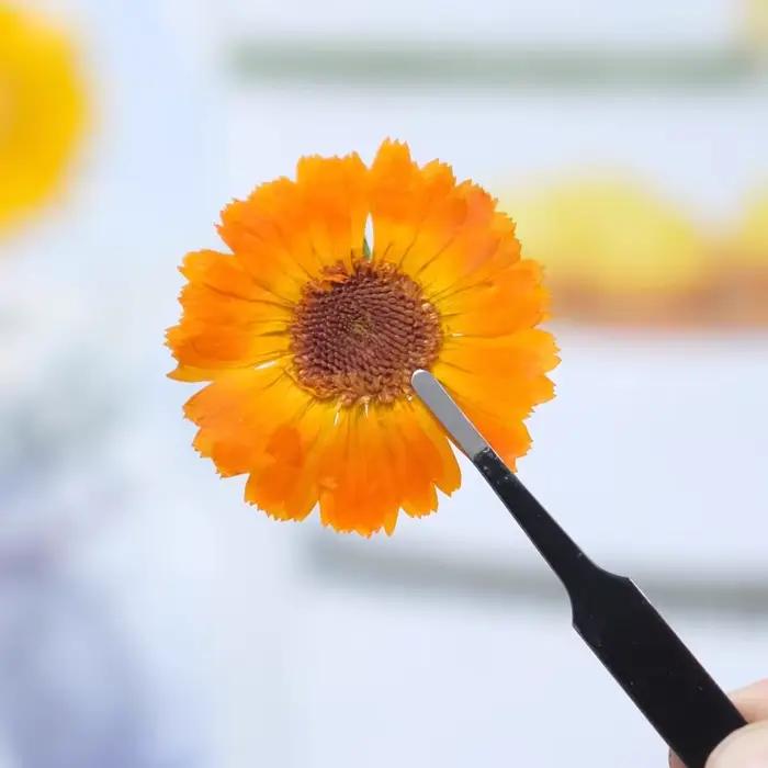 12 pièces, fleurs sèches pressées en calendula véritable-échantillon de plante pour la décoration de cadre Photo