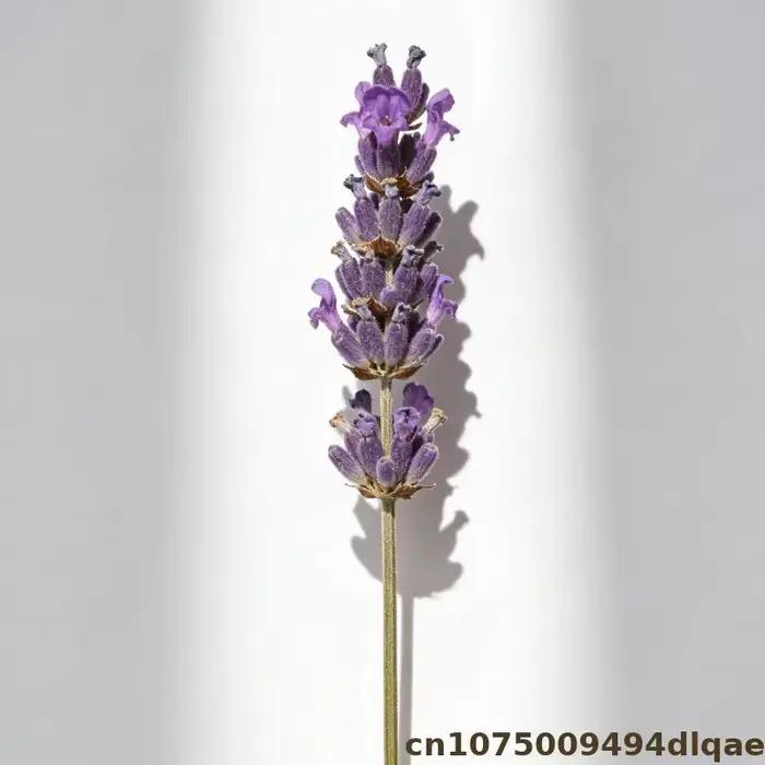 Fleur de lavande pour Sachet de pot-pourri