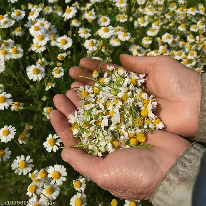 Fleurs séchées de camomille 100% naturelles