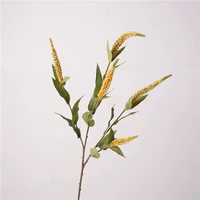 Plantes de Sauge et Lavande