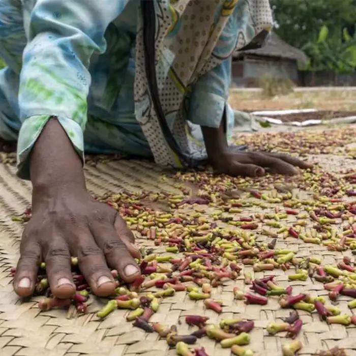 Je suis toujours choqué! Huile de croissance folle avec Chadian Croton Gratissimus lavande d'africaine du nord