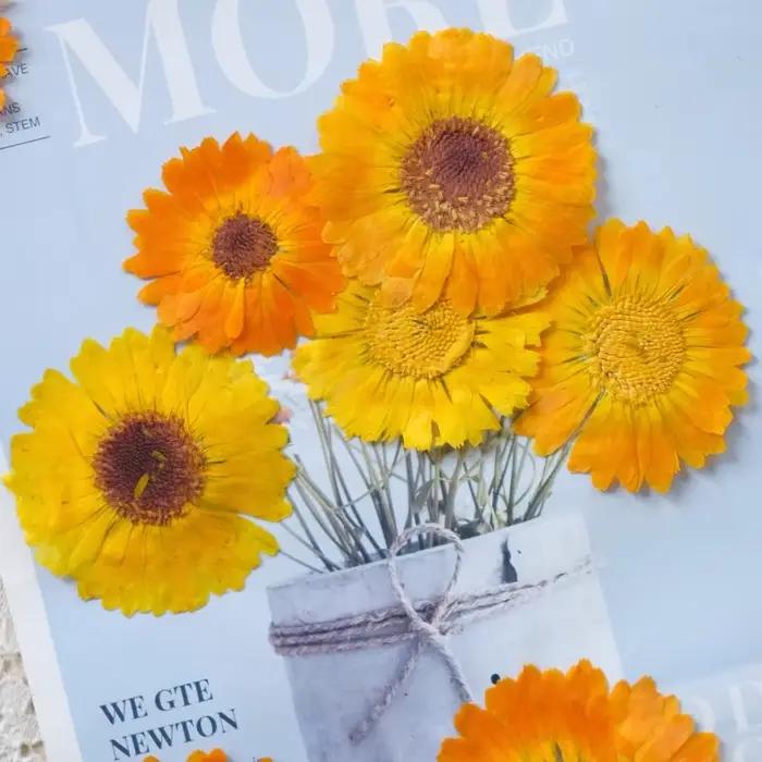 12 pièces, fleurs sèches pressées en calendula véritable-échantillon de plante pour la décoration de cadre Photo