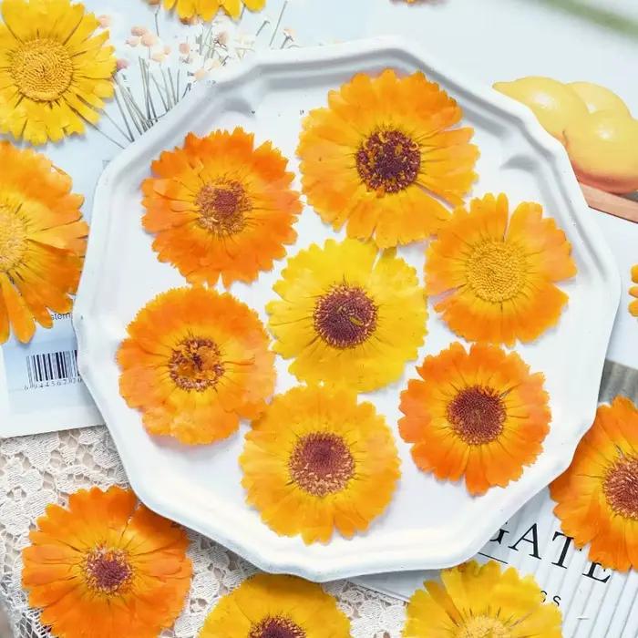 12 pièces, fleurs sèches pressées en calendula véritable-échantillon de plante pour la décoration de cadre Photo